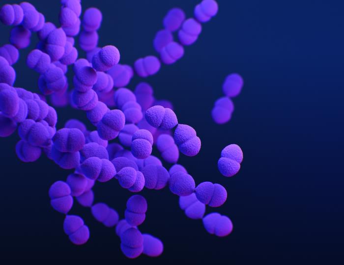 Streptococcus pneumoniae