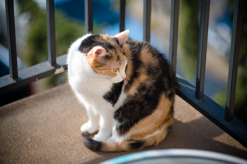 Cat on balcony