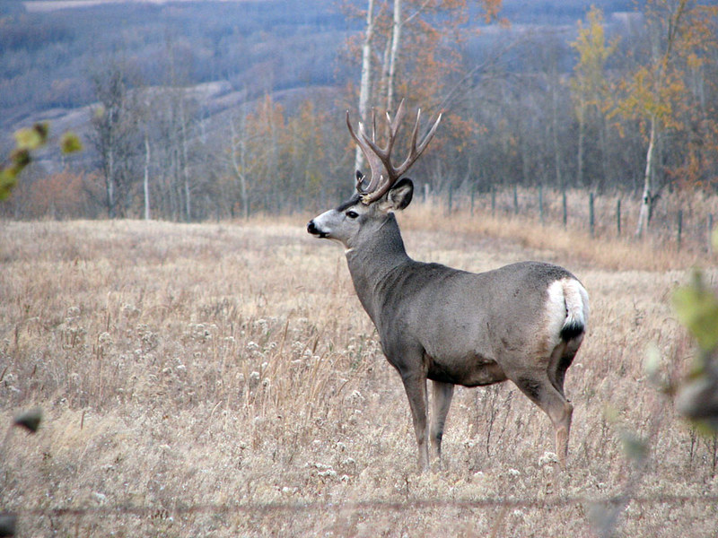 Mule deer buck