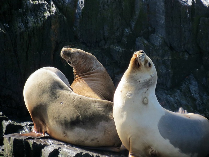 3 sea lions