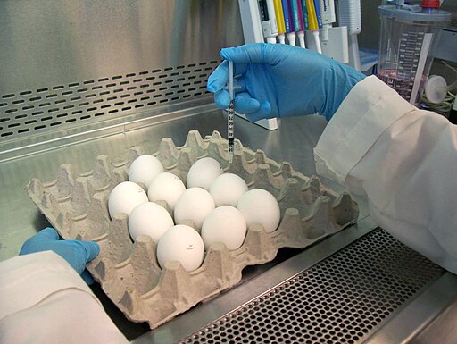 egg-based flu vaccine development