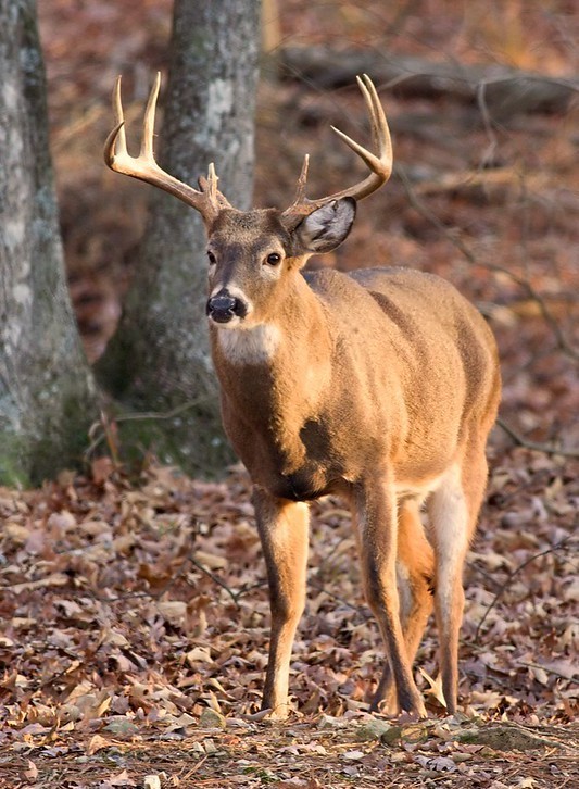 8-point buck