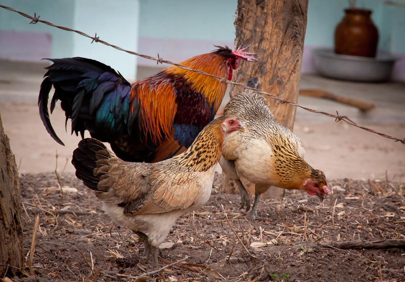 backyard poultry