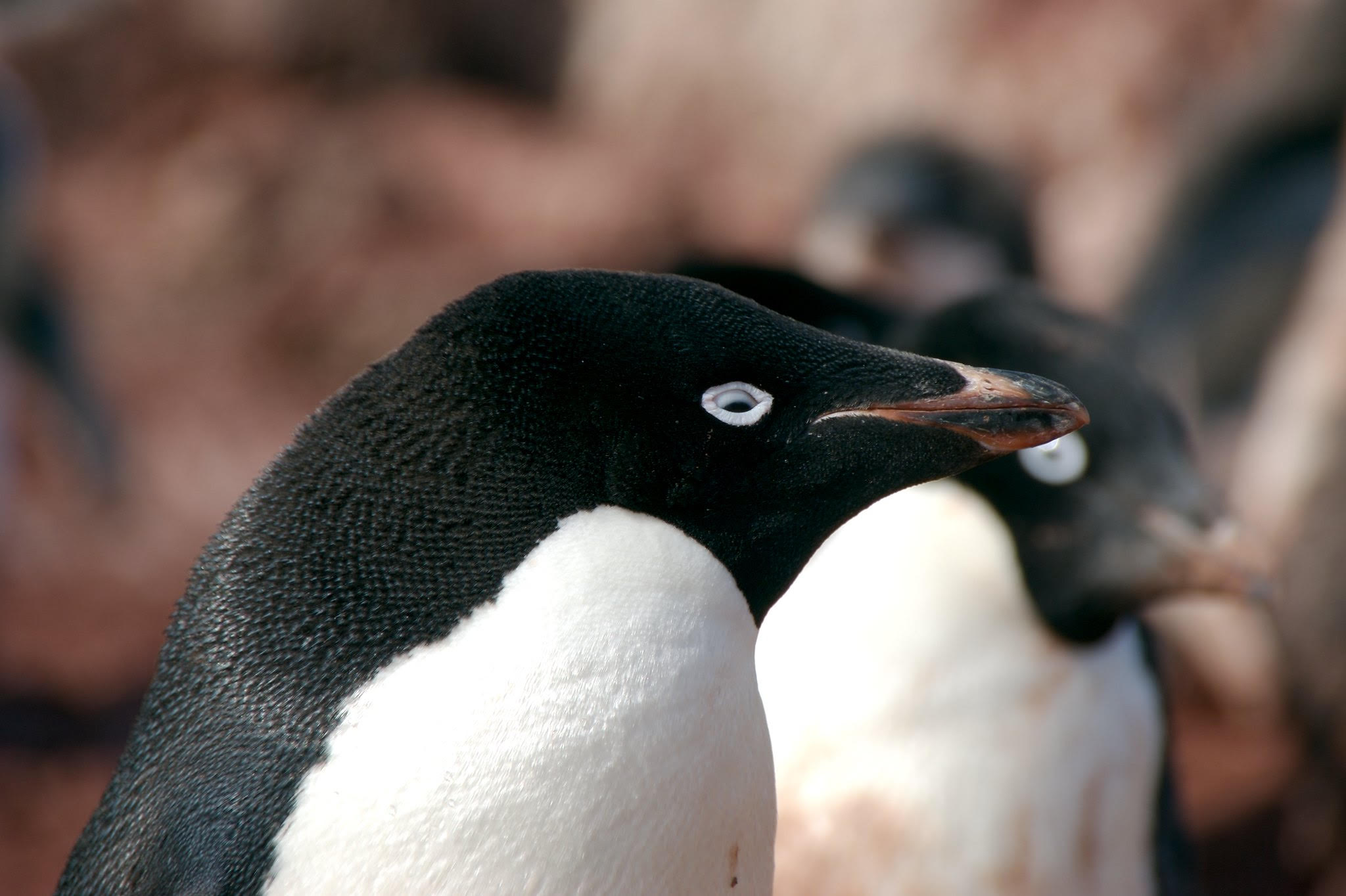 Penguins
