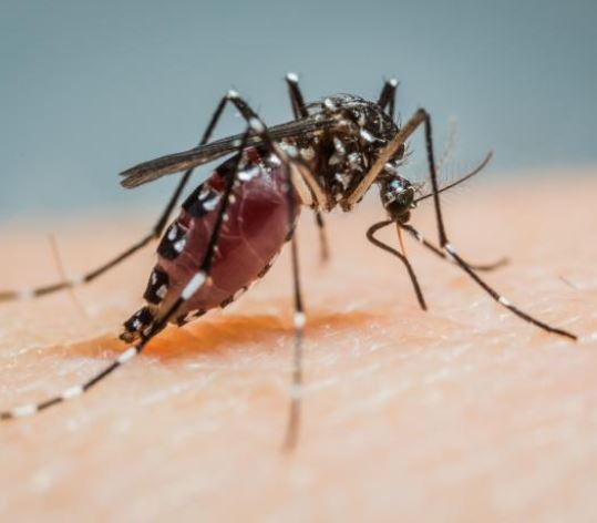 Aedes albopictus mosquito