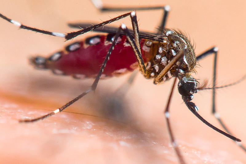 Aedes mosquito