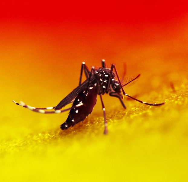 Aedes mosquito