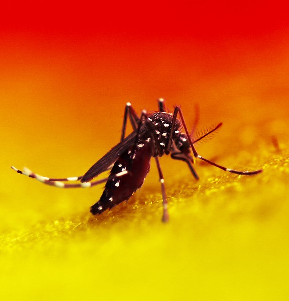 Aedes mosquito