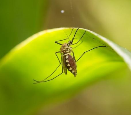 Aedes mosquito