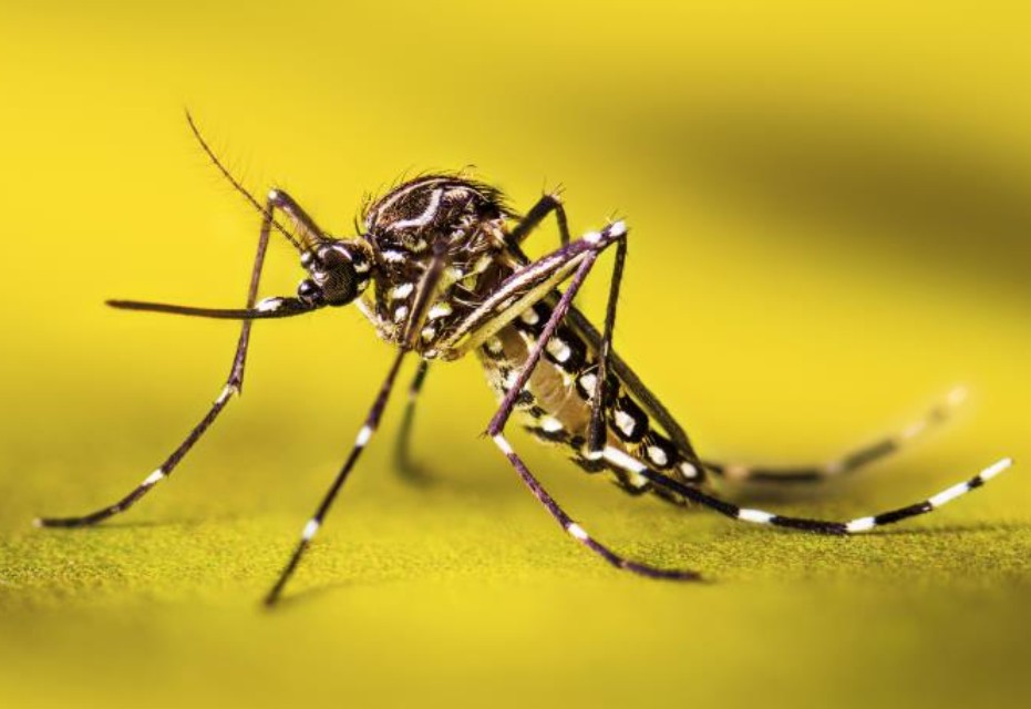 Yellow fever mosquito