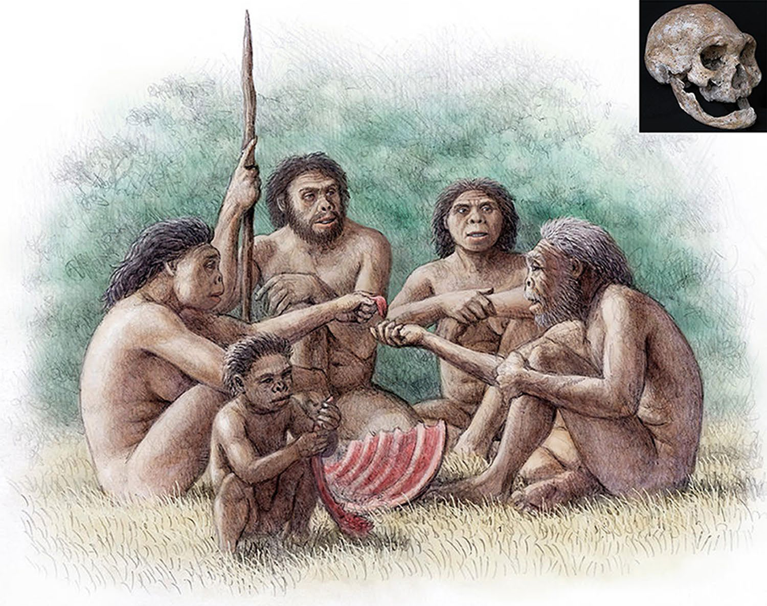 Illustration of four Homo erectus adults, including an elderly man, and one child, sharing meat.