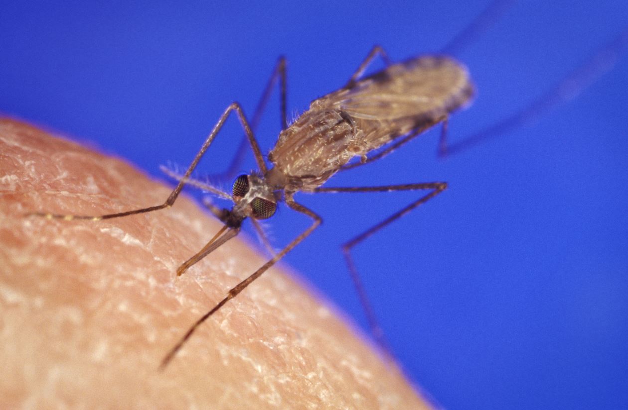 Anopheles mosquito