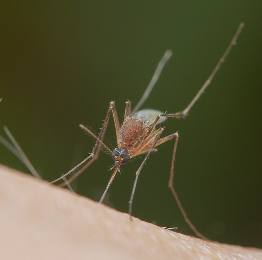 Anopheles mosquito