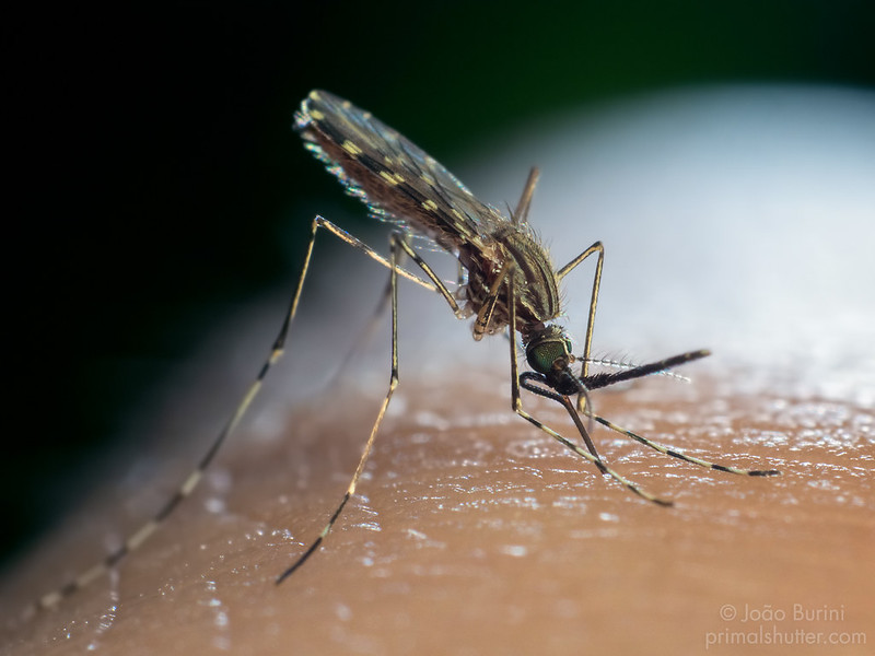 Anopheles mosquito