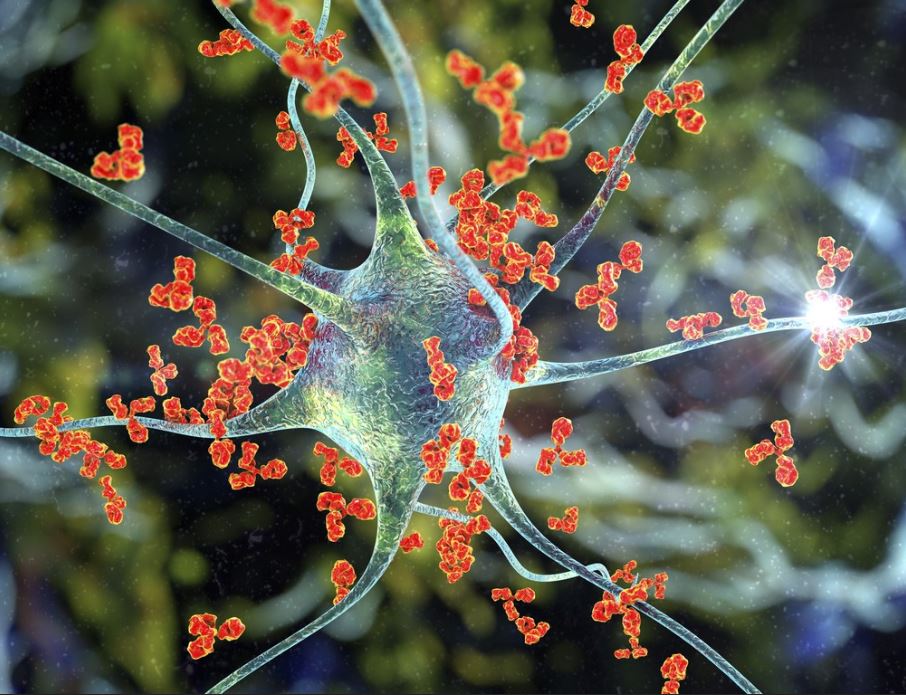 Antibodies attacking a neuron