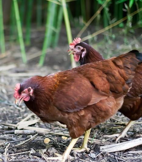 backyard poultry