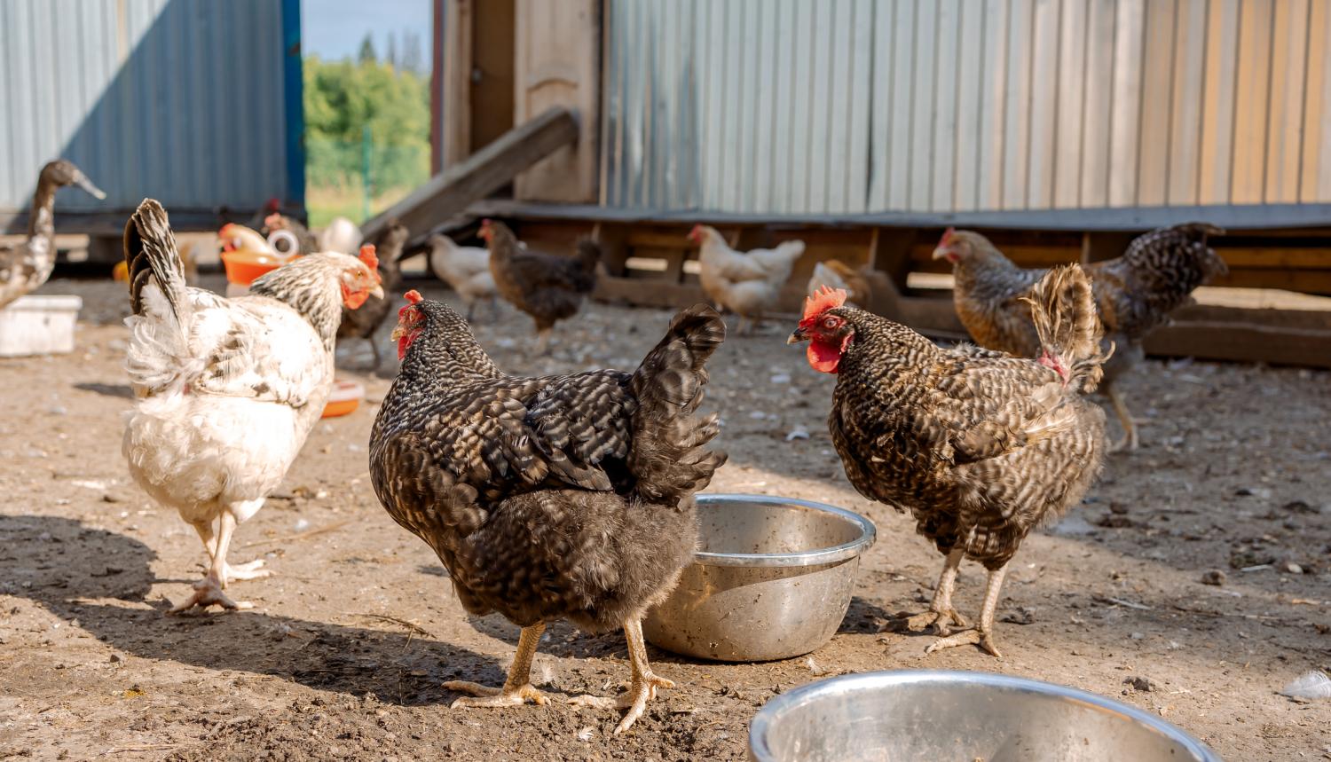 backyard poultry