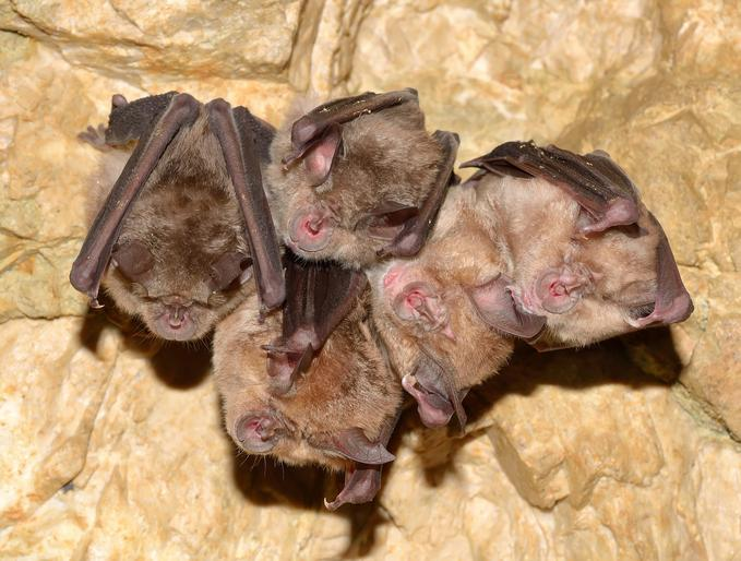 Bats in cave