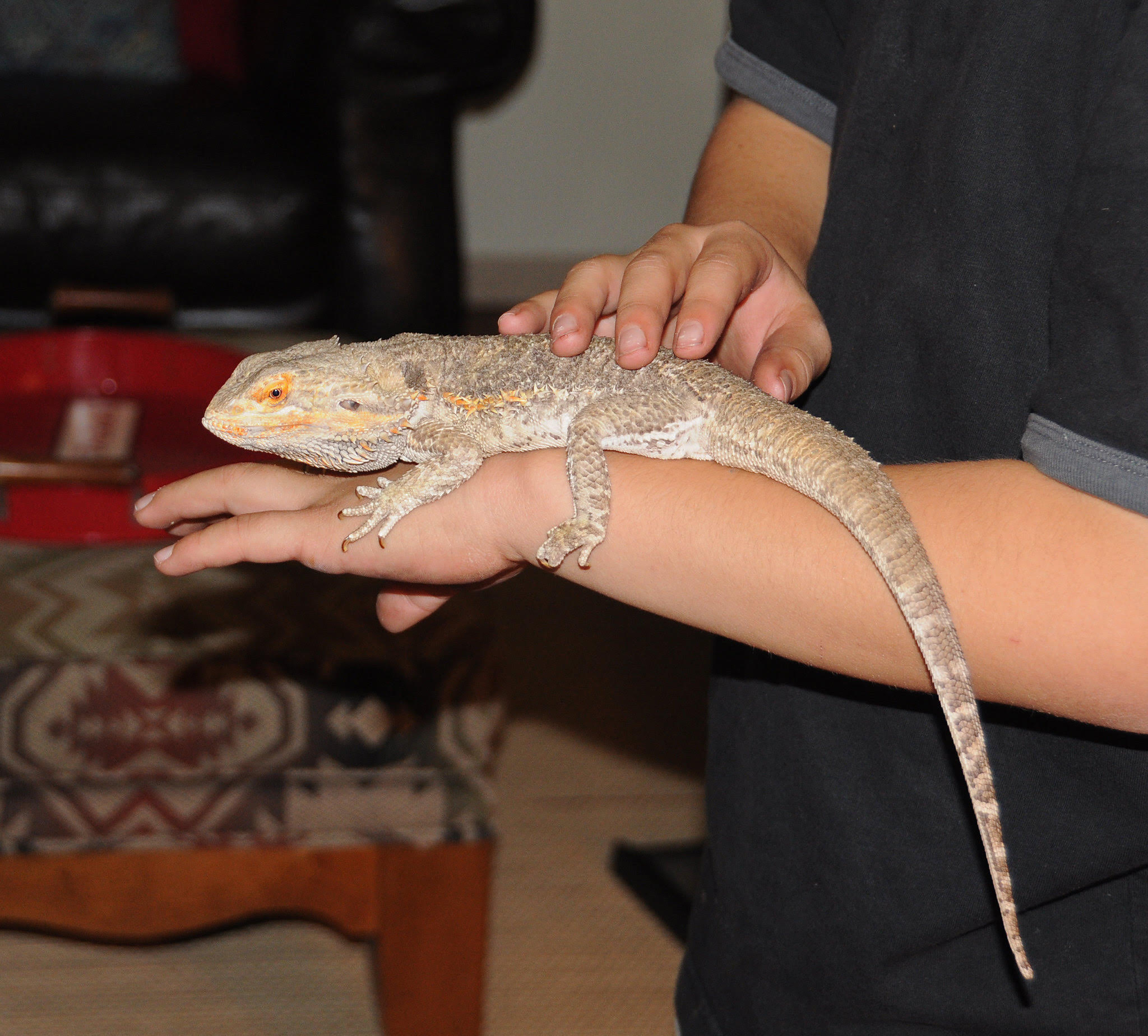 Bearded dragon on child's arm