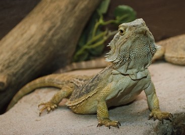 Bearded dragon