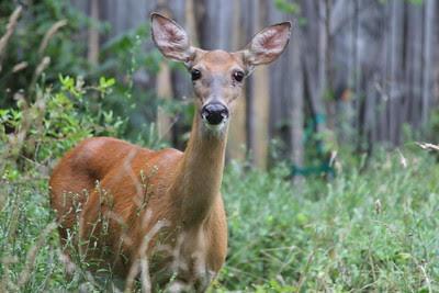 White-tailed doe in woods