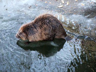 Beaver