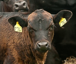 Beef cattle