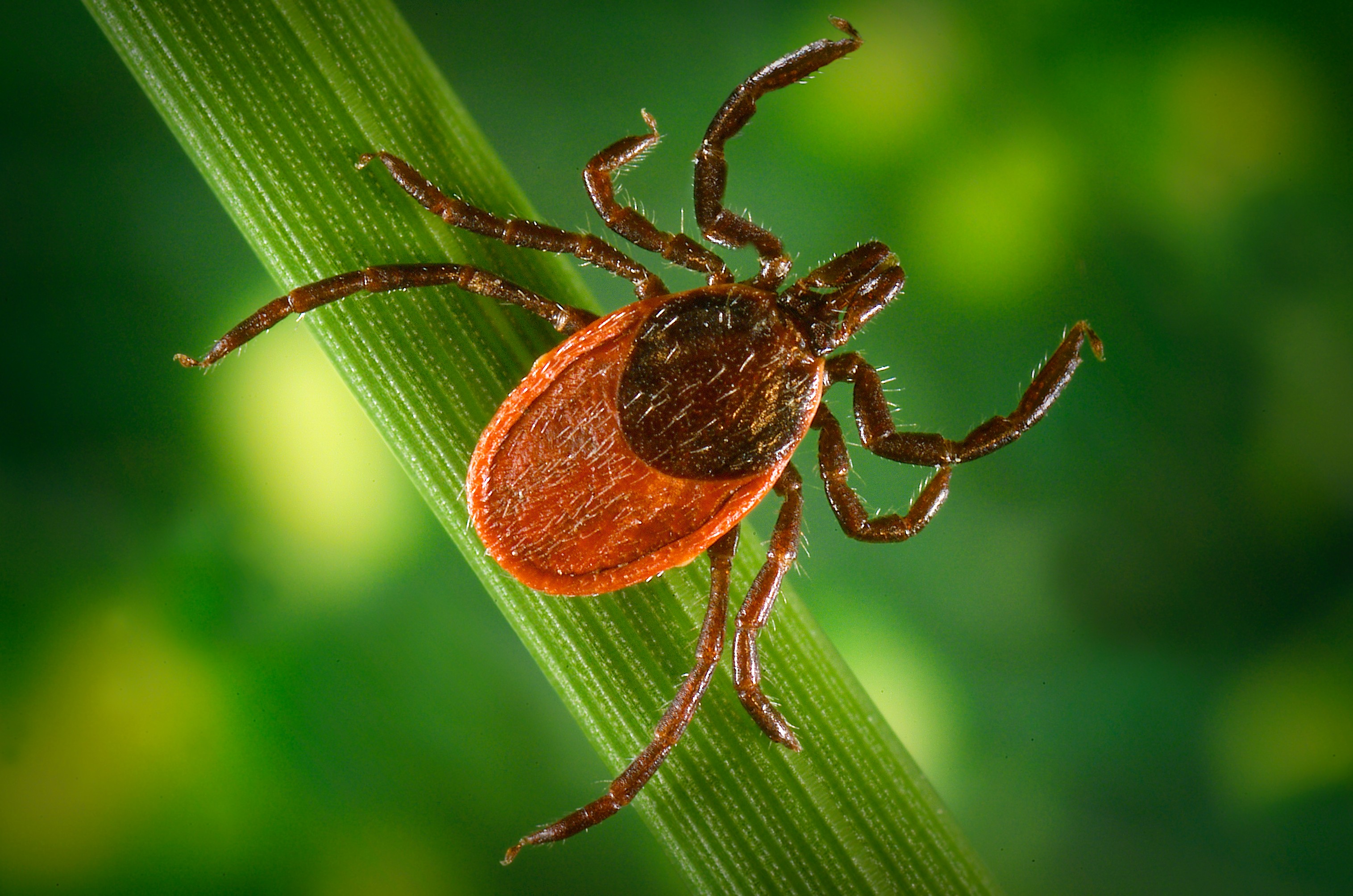 Black-legged tick