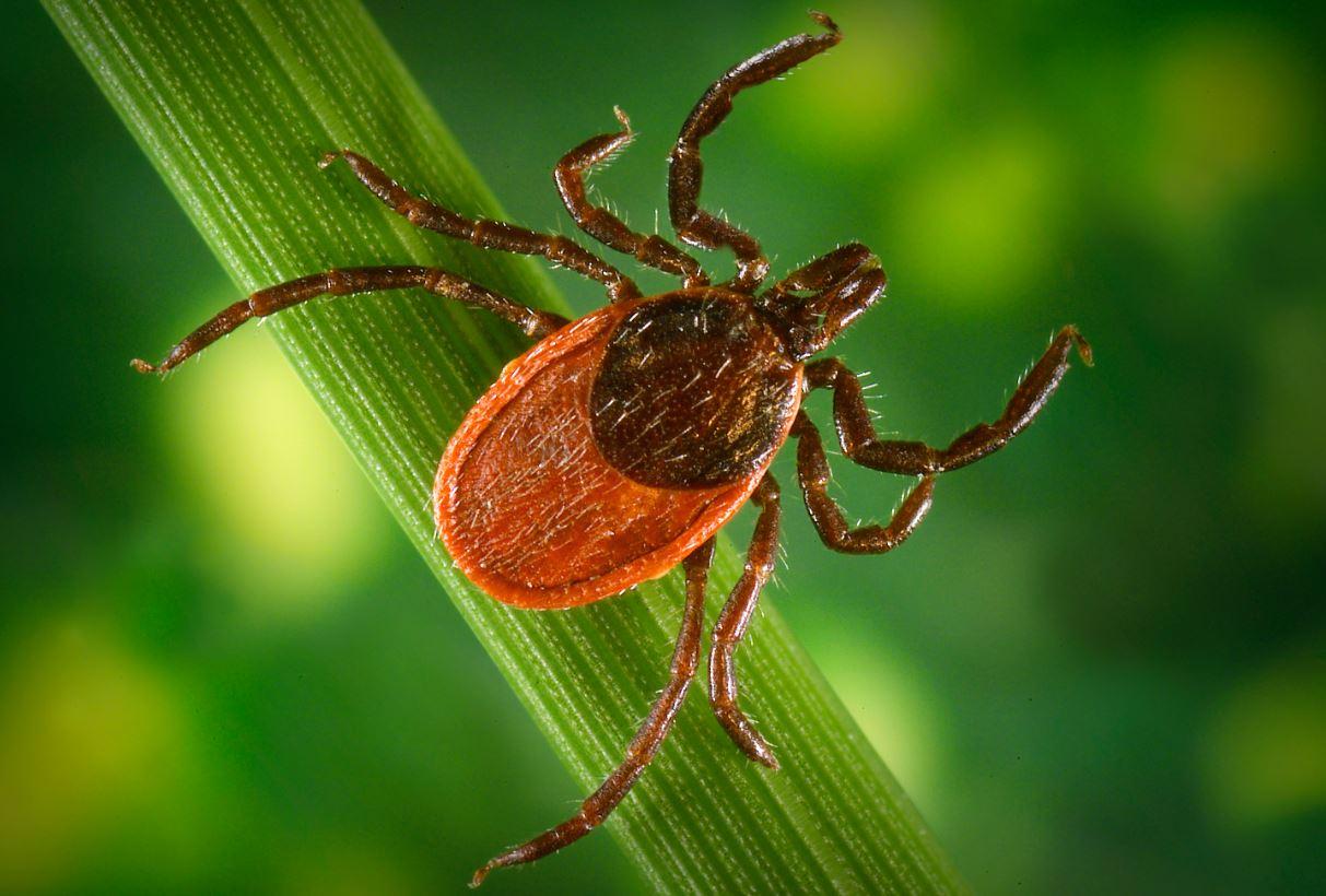 black legged tick