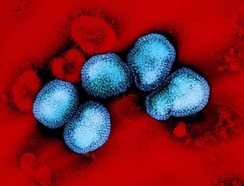 Influenza viruses