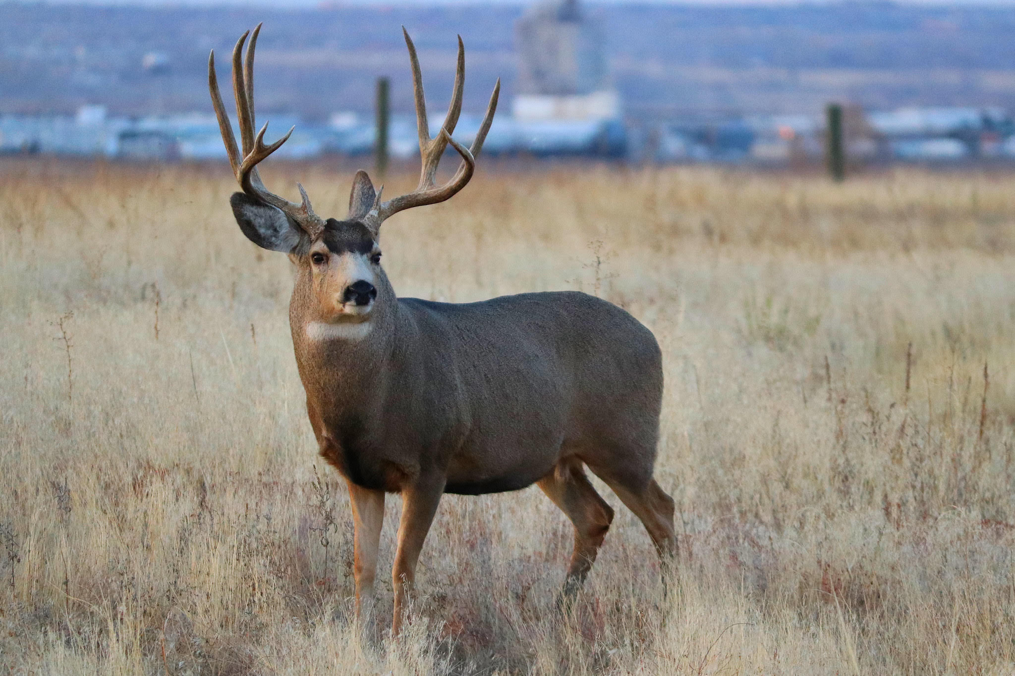 Mule deer in field