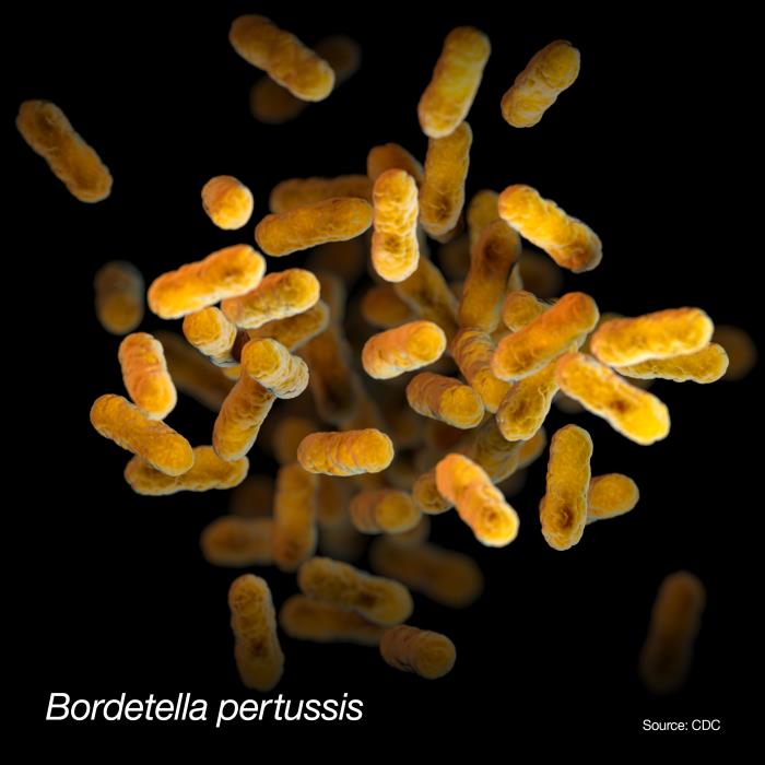 Bordetella pertussis bacteria