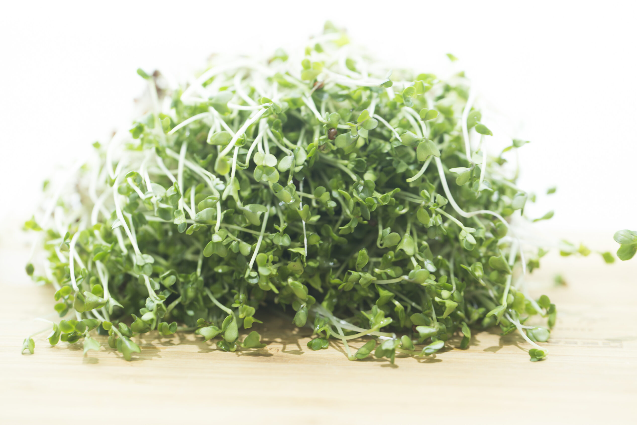 Green broccoli sprouts on white background