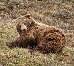 Brown bear