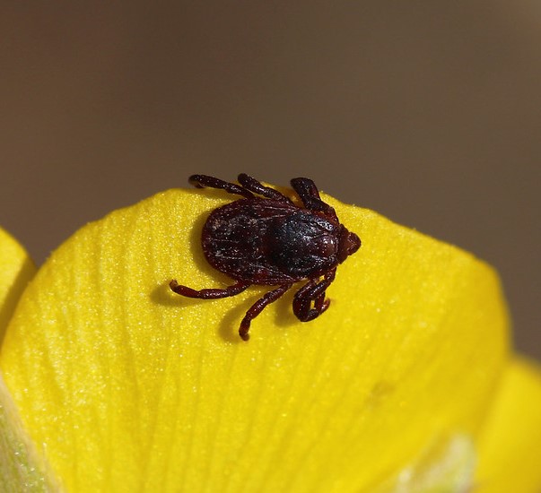 Brown dog tick