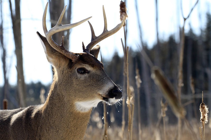 Buck in cattails