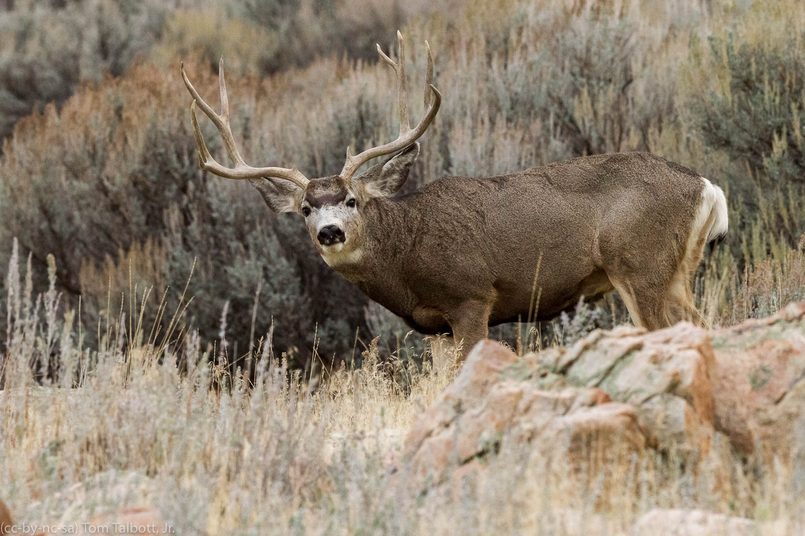 Mule deer buck