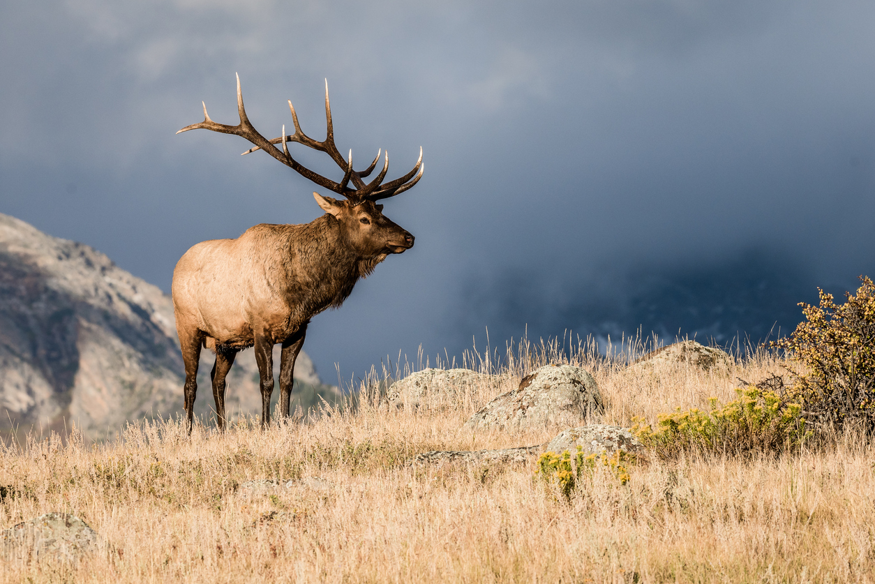 Bull elk