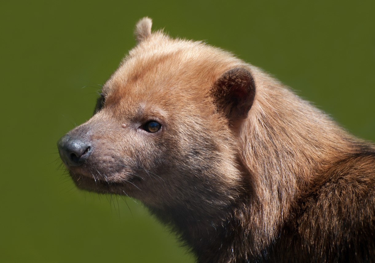 Bush dog