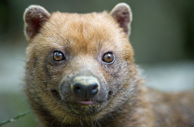 Bush dog