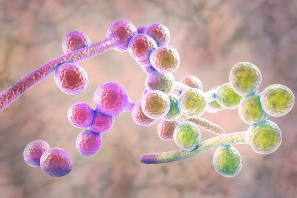 Candida albicans illustration