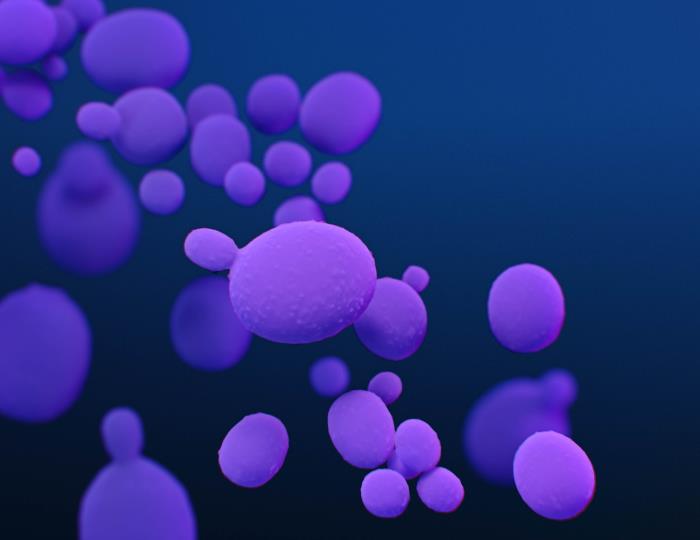 Candida auris illustration