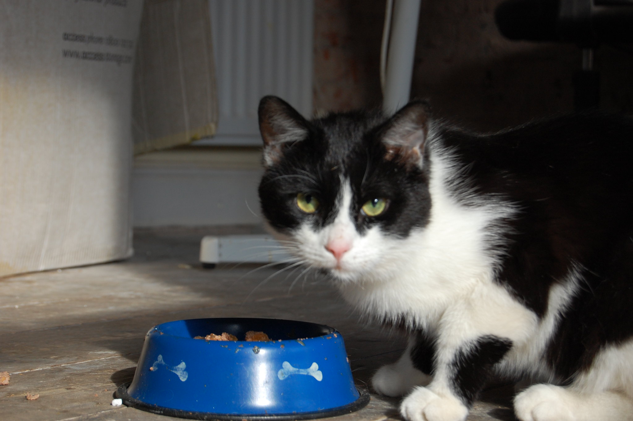 Cat at food dish