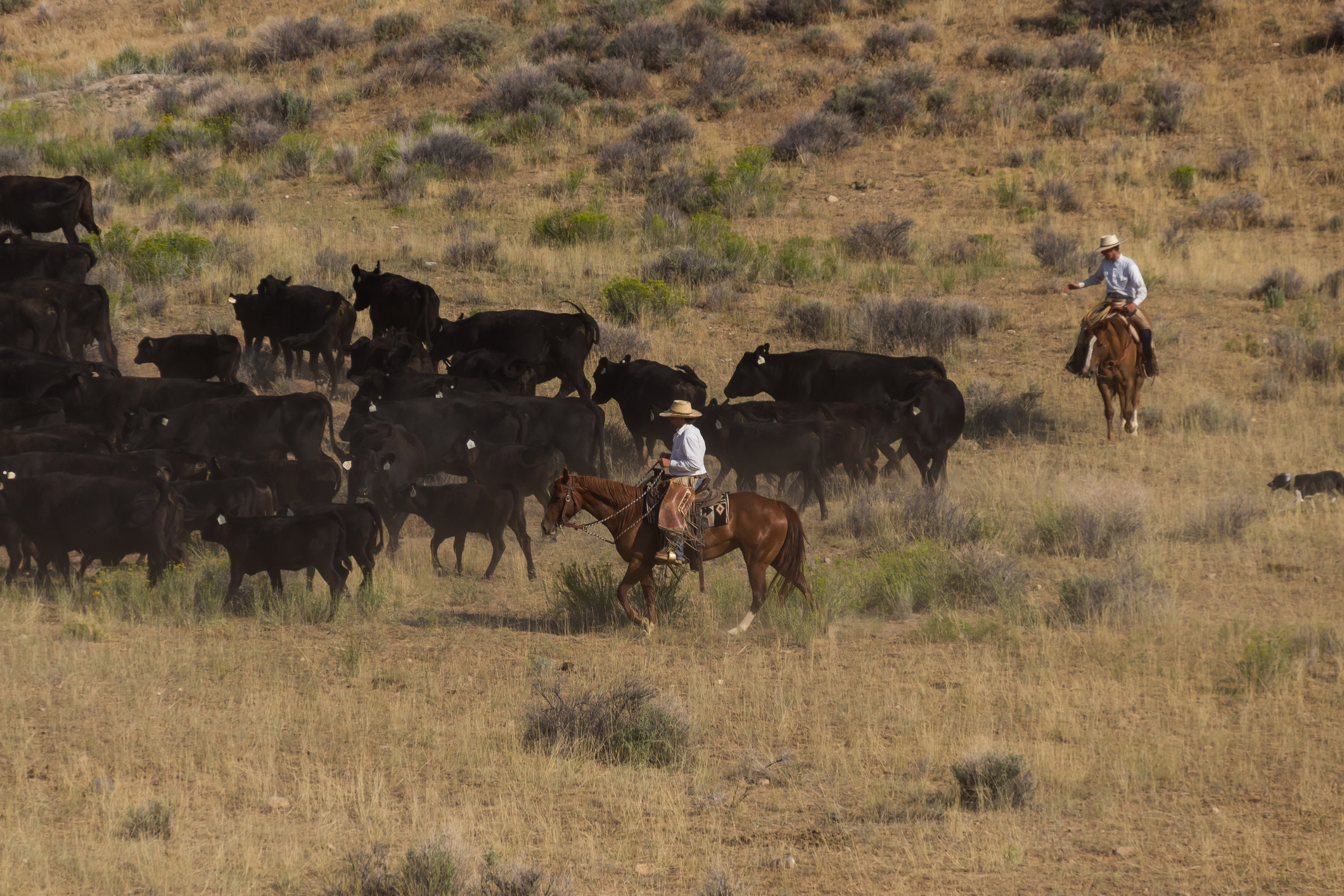 Cattle roundup