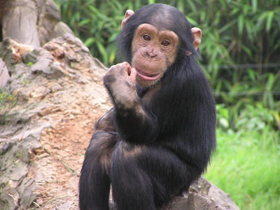 Chimpanzee