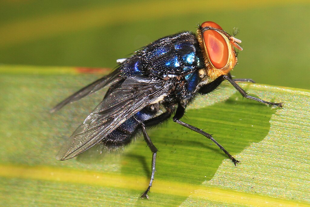 flies