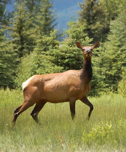 Cow elk