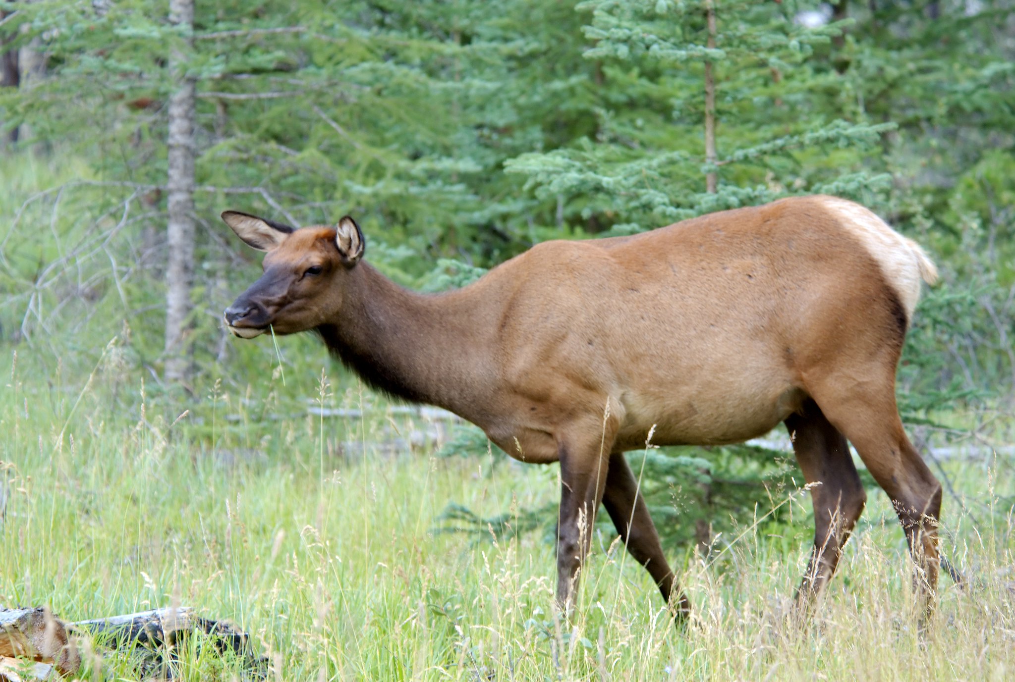 Elk cow