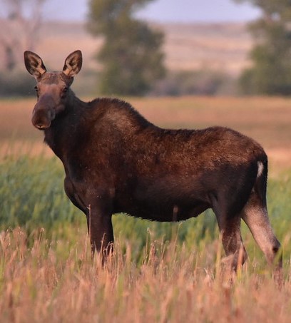 cow moose