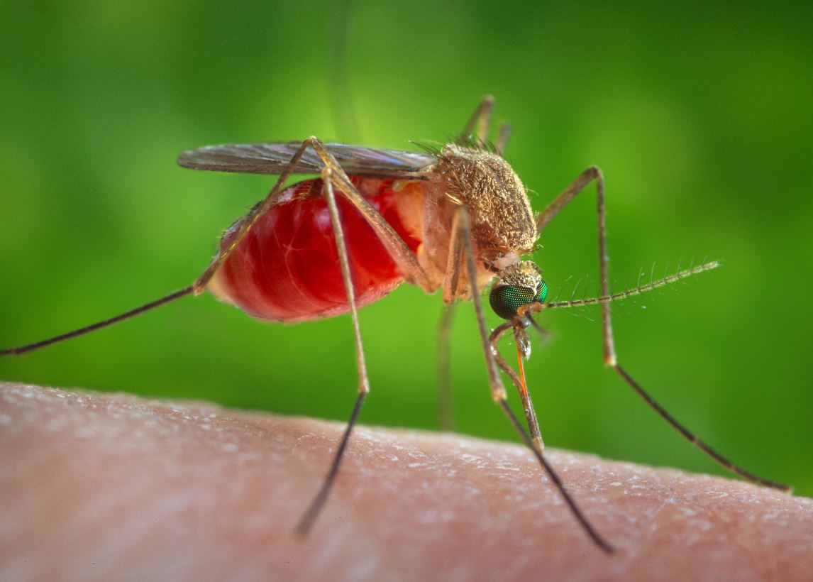 mosquito